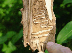 Emerald Ash Borer Invasive Species in Wisconsin Emerald Ash Borer Invasive Species in Wisconsin