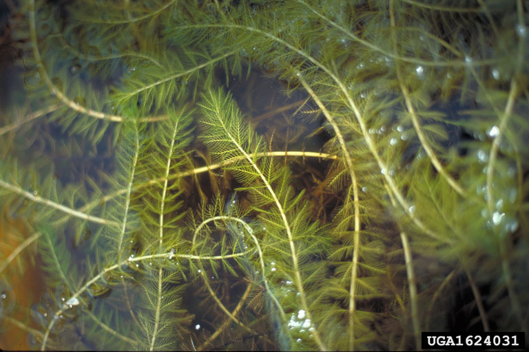 Eurasian Milfoil Invasive Species in Wisconsin Eurasian Milfoil Invasive Species in Wisconsin