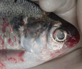 VHS (Viral Herorrhagic Septicmia) Invasive Species in Wisconsin VHS (Viral Herorrhagic Septicmia) Invasive Species in Wisconsin