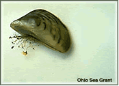 Zebra Mussels Invasive Species in Wisconsin Zebra Mussels Invasive Species in Wisconsin